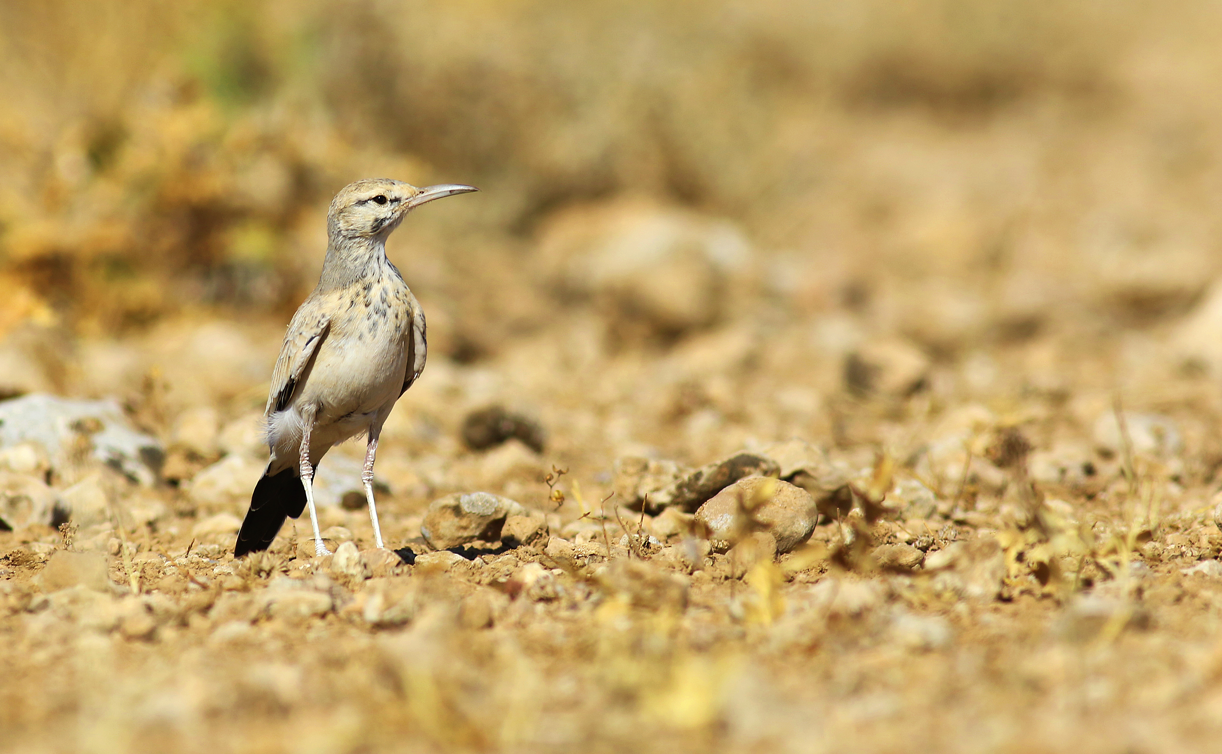 Greater Hoopoe-Lark